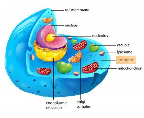 plant and animal cells differences