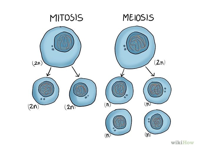 Mitosis Vs. Meiosis: What Are The Differences?