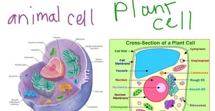 plant cell vs animal cell