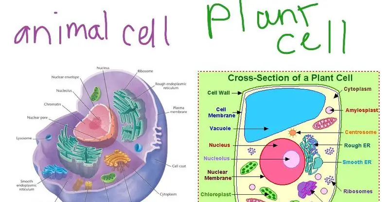 Plant and Animal Cells: Know How They Are Different – Difference Camp