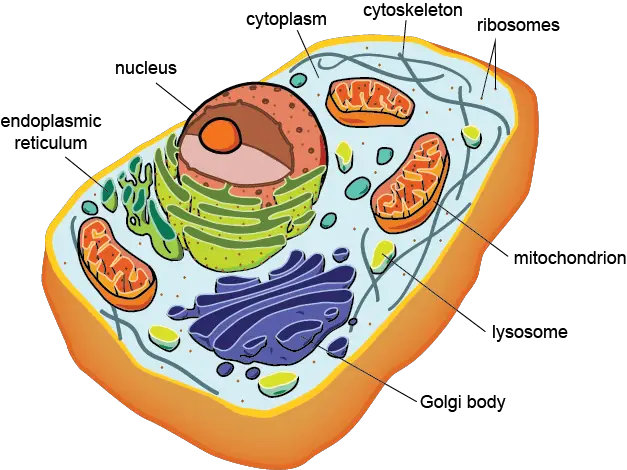 difference between prokaryotic and eukaryotic cells