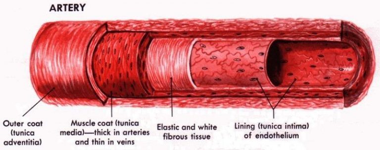 Artery Vs. Vein: What Are The Differences?