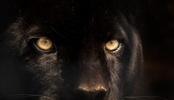 panther-vs-jaguar