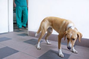 Spaying and Neutering difference
