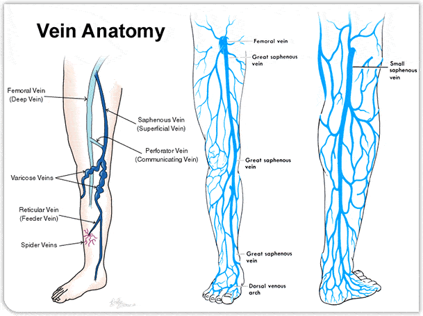 Artery Vs  Vein  What Are The Differences