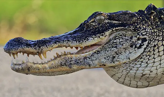 crocodile vs Alligators