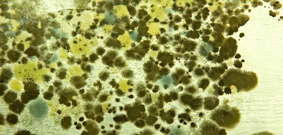 difference between mold and mildew