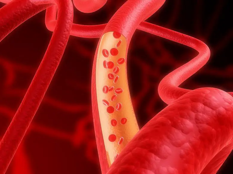 Artery Vs. Vein: What Are The Differences?