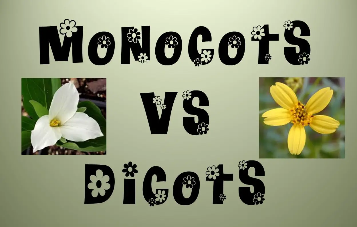 Monocot Vs. Dicot: What Are The Main Differences?