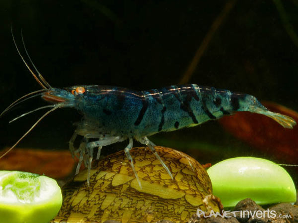 Shrimp Vs. Prawn: What Are The Differences?