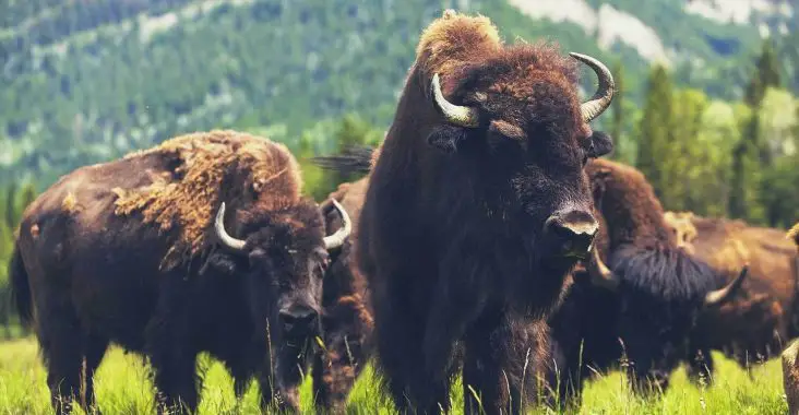 Bison vs buffalo