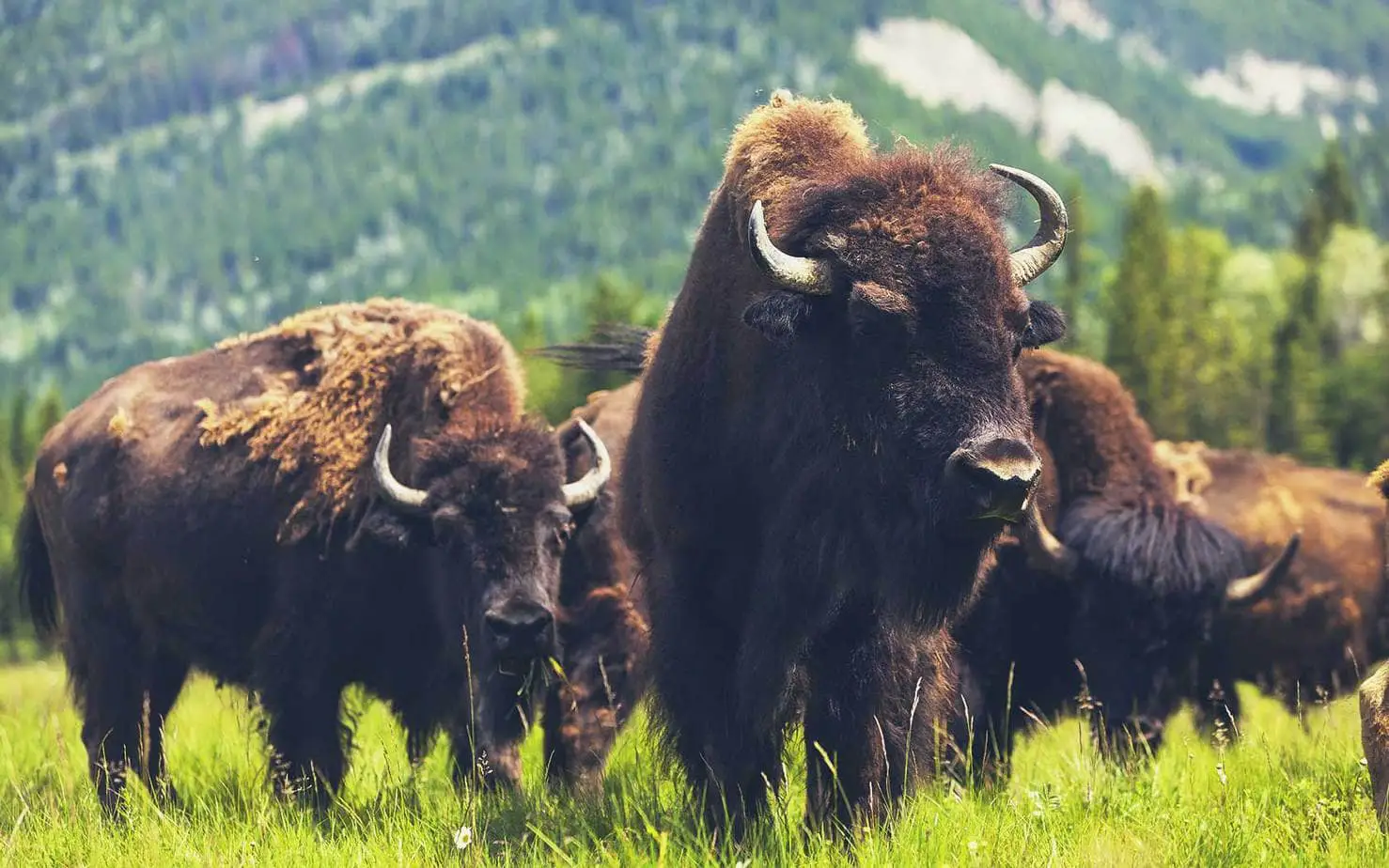 5 Differences Between Bison and Buffalo – Comparison Table