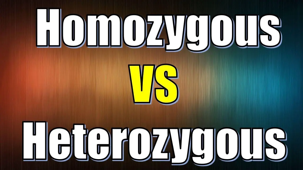 Heterozygous Vs. Homozygous – What Are The Differences?