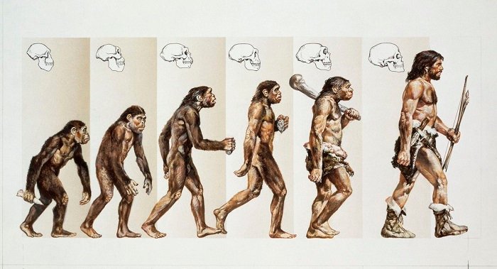 difference between Neanderthal and Homo Sapien