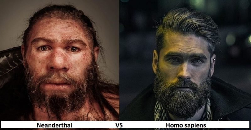 Neanderthal VS. Homo Sapien: What Are the Differences? – Difference Camp