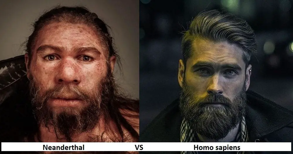 Neanderthal Compared To Human