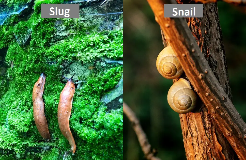 Slug VS Snail