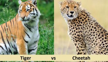 Tiger vs Cheetah