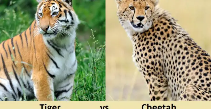 Tiger vs Cheetah