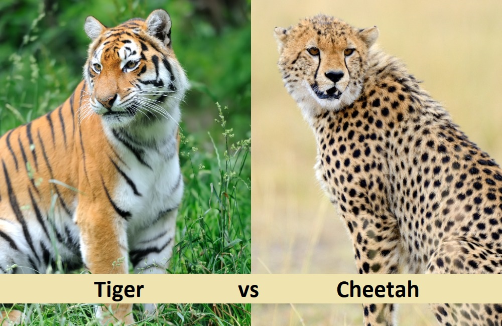 Difference Between Tiger and Cheetah
