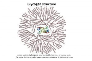 Difference Between Glycogen and Starch – Difference Camp