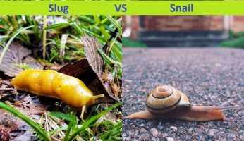 Difference Between Slug and Snail