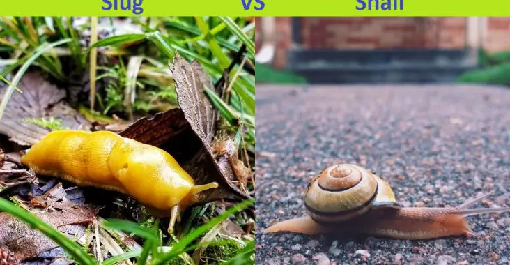 Slug And Snail: What Are The Differences? – Difference Camp