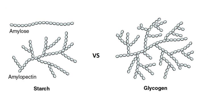 Difference Between Glycogen and Starch