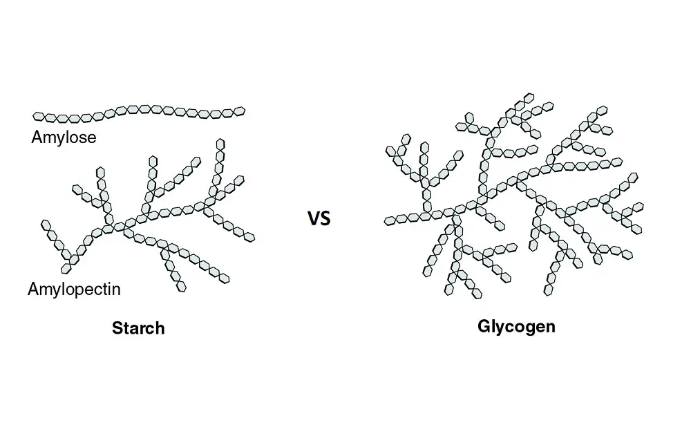 Difference Between Glycogen and Starch