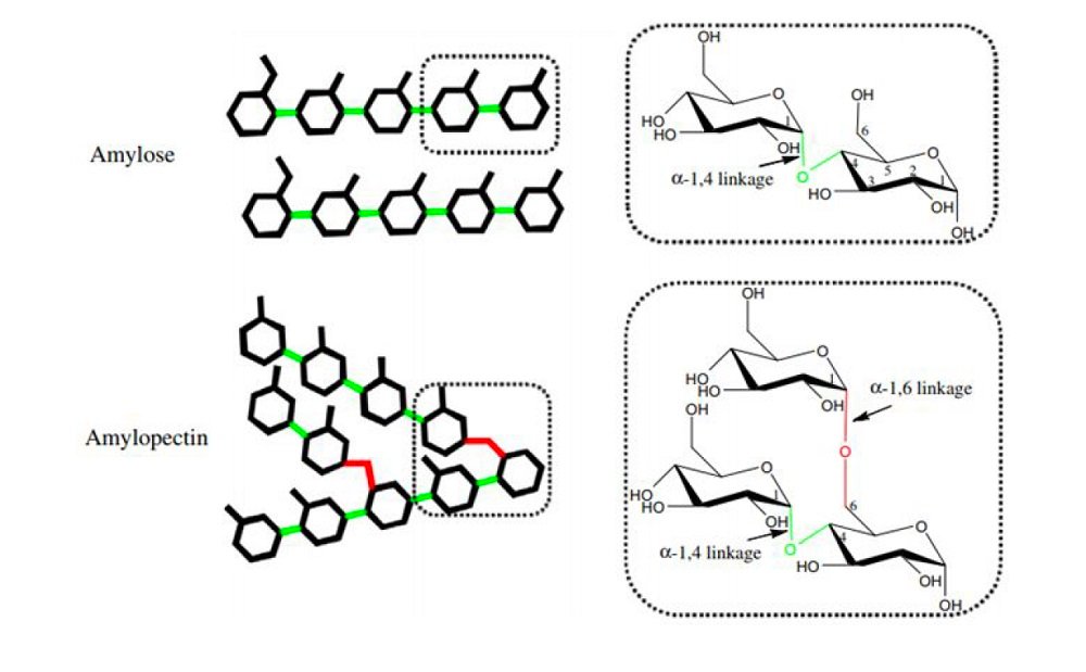 Starch Components