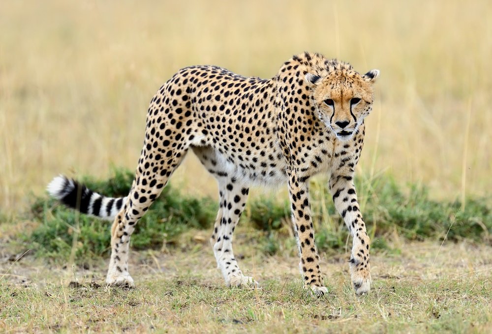 Cheetah