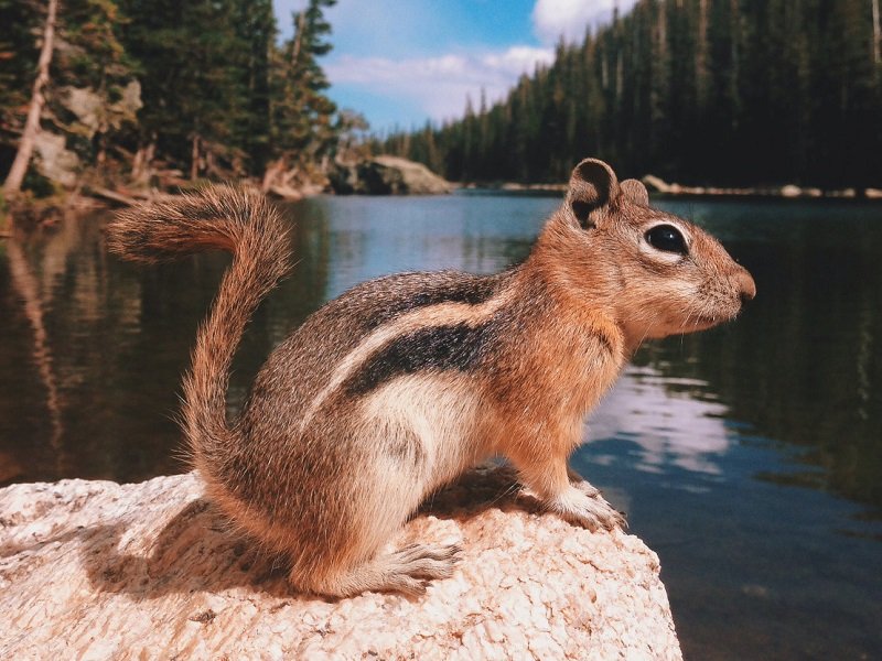 chipmunk