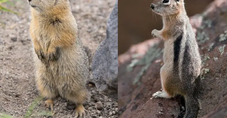 difference between ground squirrel and chipmunk
