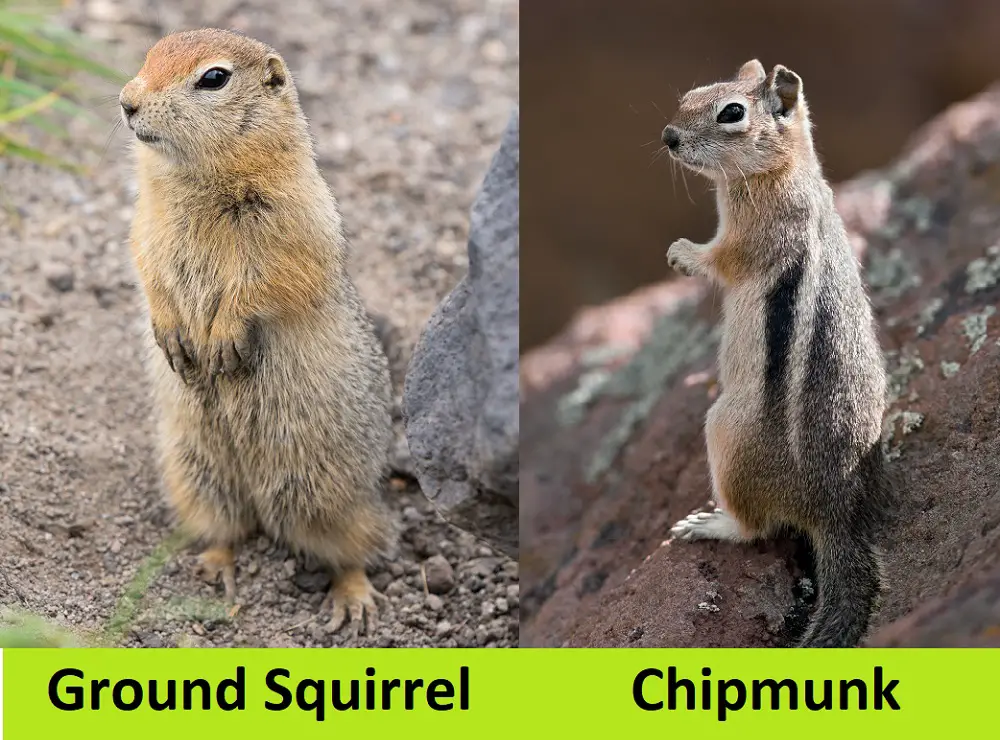 Ground Squirrel Vs. Chipmunk: What Are The Differences?
