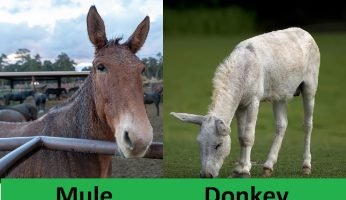 difference between mule and donkey