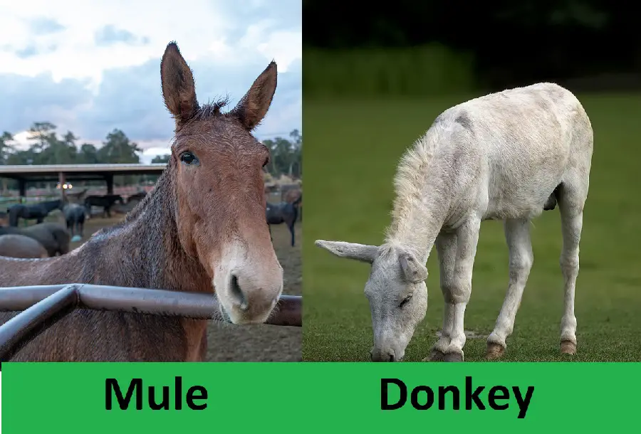 Difference Between Mule and Donkey