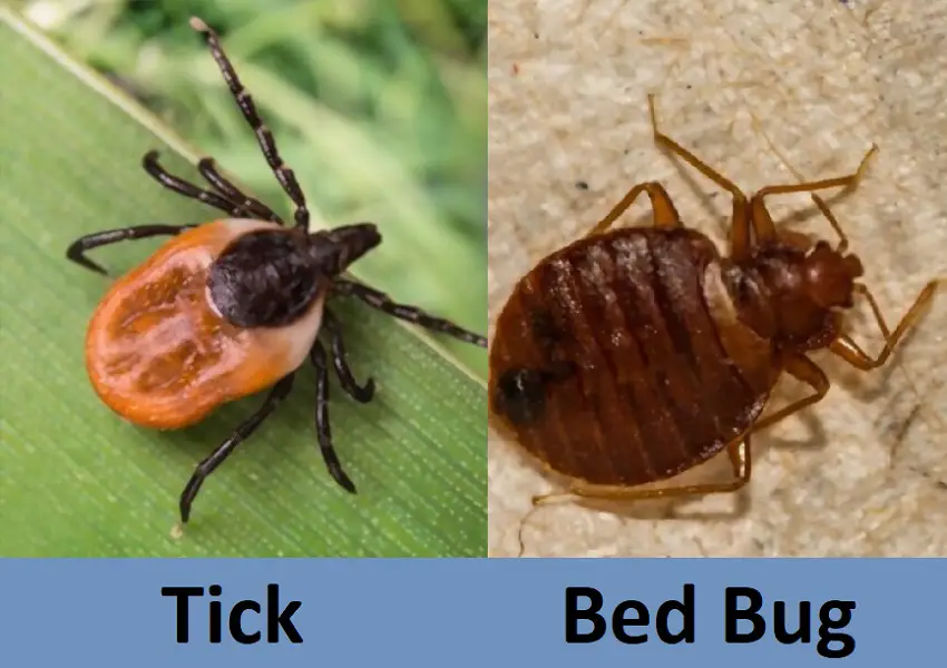 Tick Vs. Bed Bug: 7 Key Differences