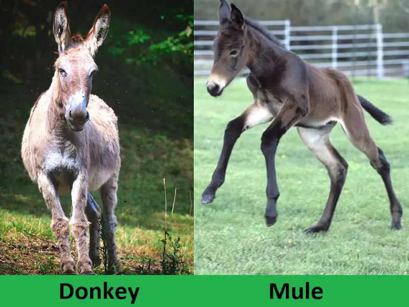 donkey vs mule