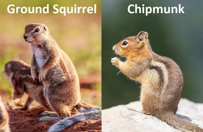 difference between squirrel and chipmunk