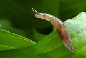 Slug And Snail: What Are The Differences? – Difference Camp