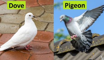 difference between dove and pigeon
