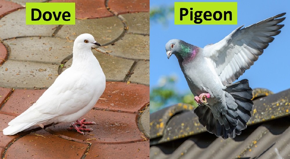 difference between dove and pigeon