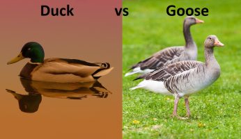 difference between duck and goose