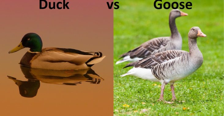 difference between duck and goose