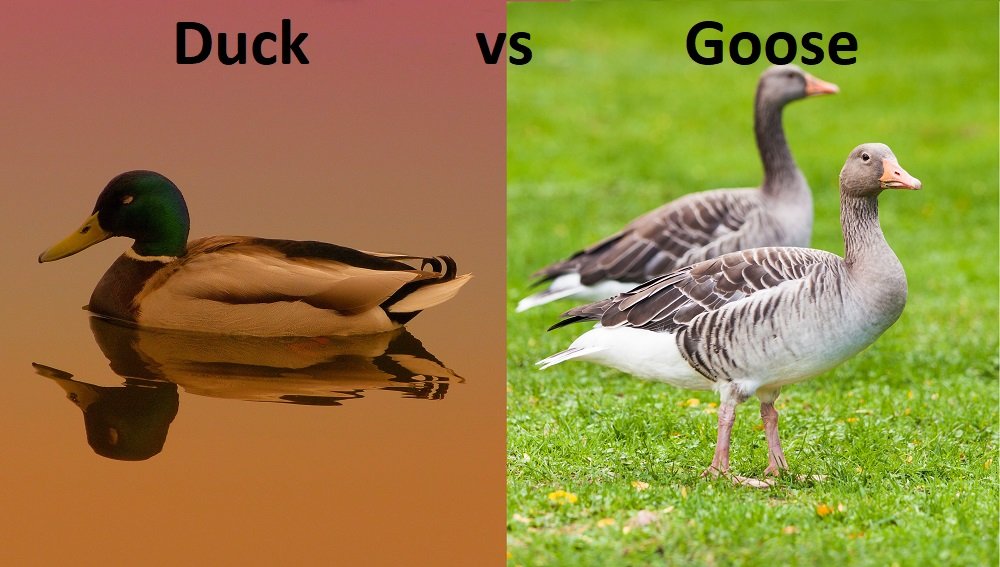 Goose Vs Duck All Differences And Similarities 57 OFF