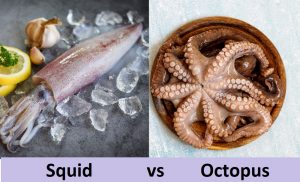 3 Key Differences Between Squid And Octopus – Difference Camp