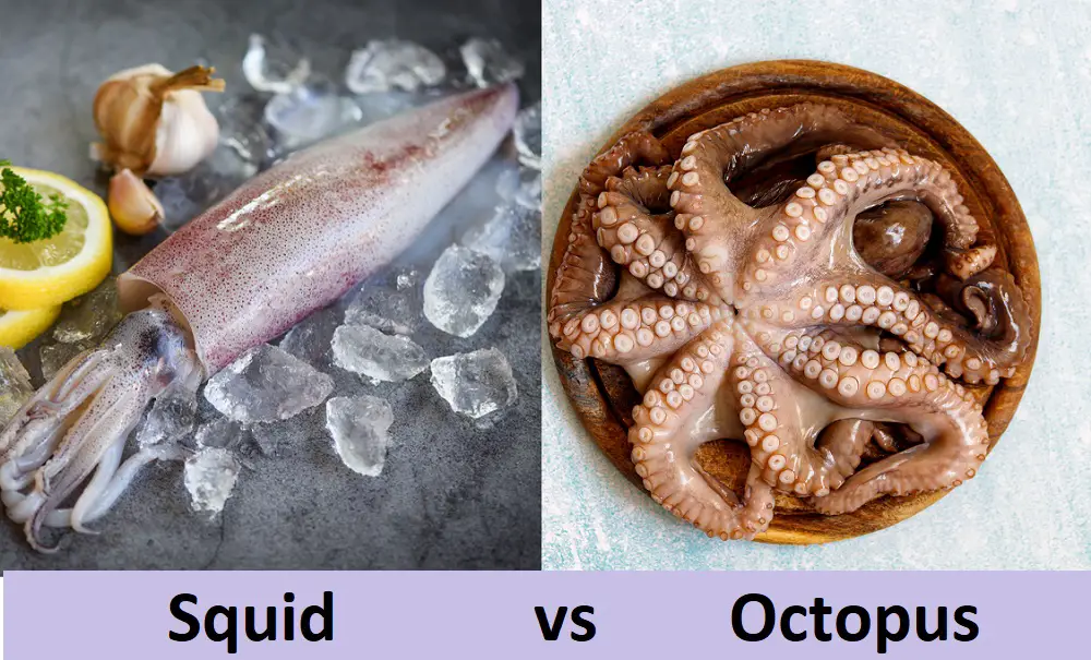 3 Key Differences Between Squid and Octopus