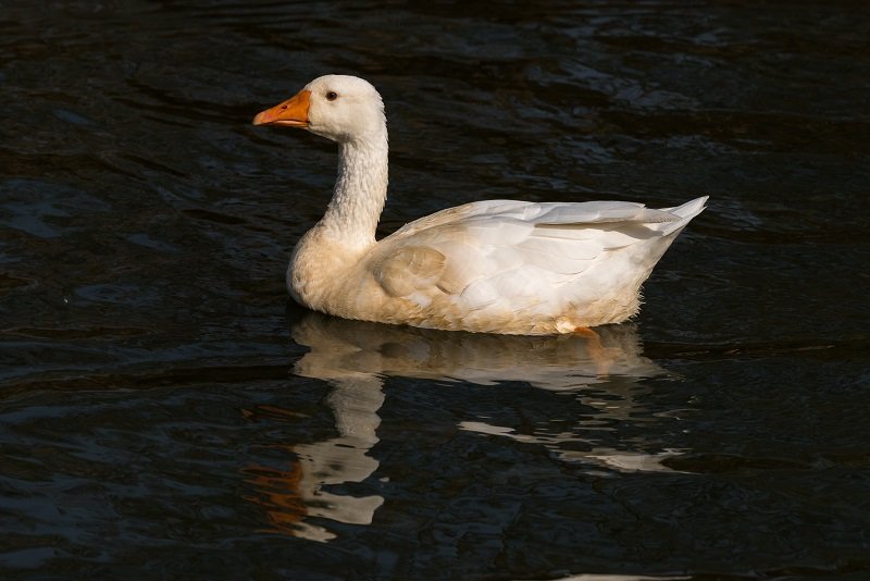 goose