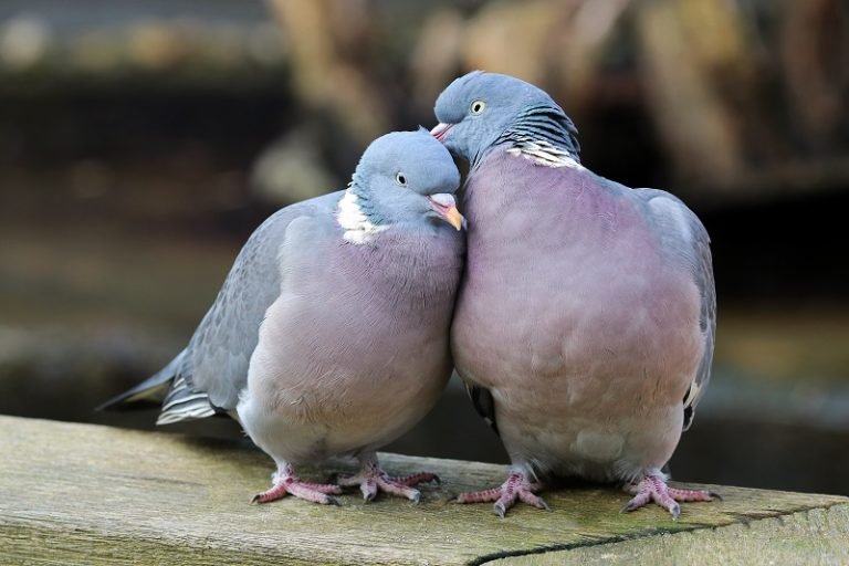 dove-vs-pigeon-4-major-differences-difference-camp